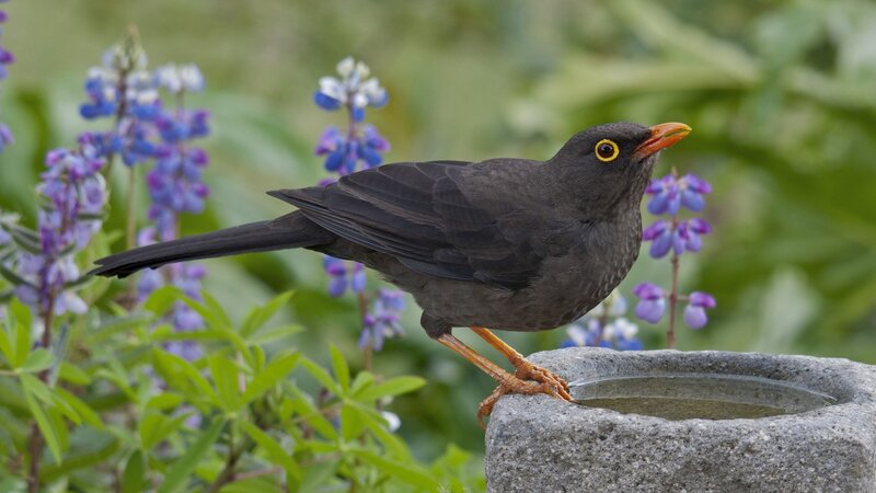 Blackbird at a birdbath