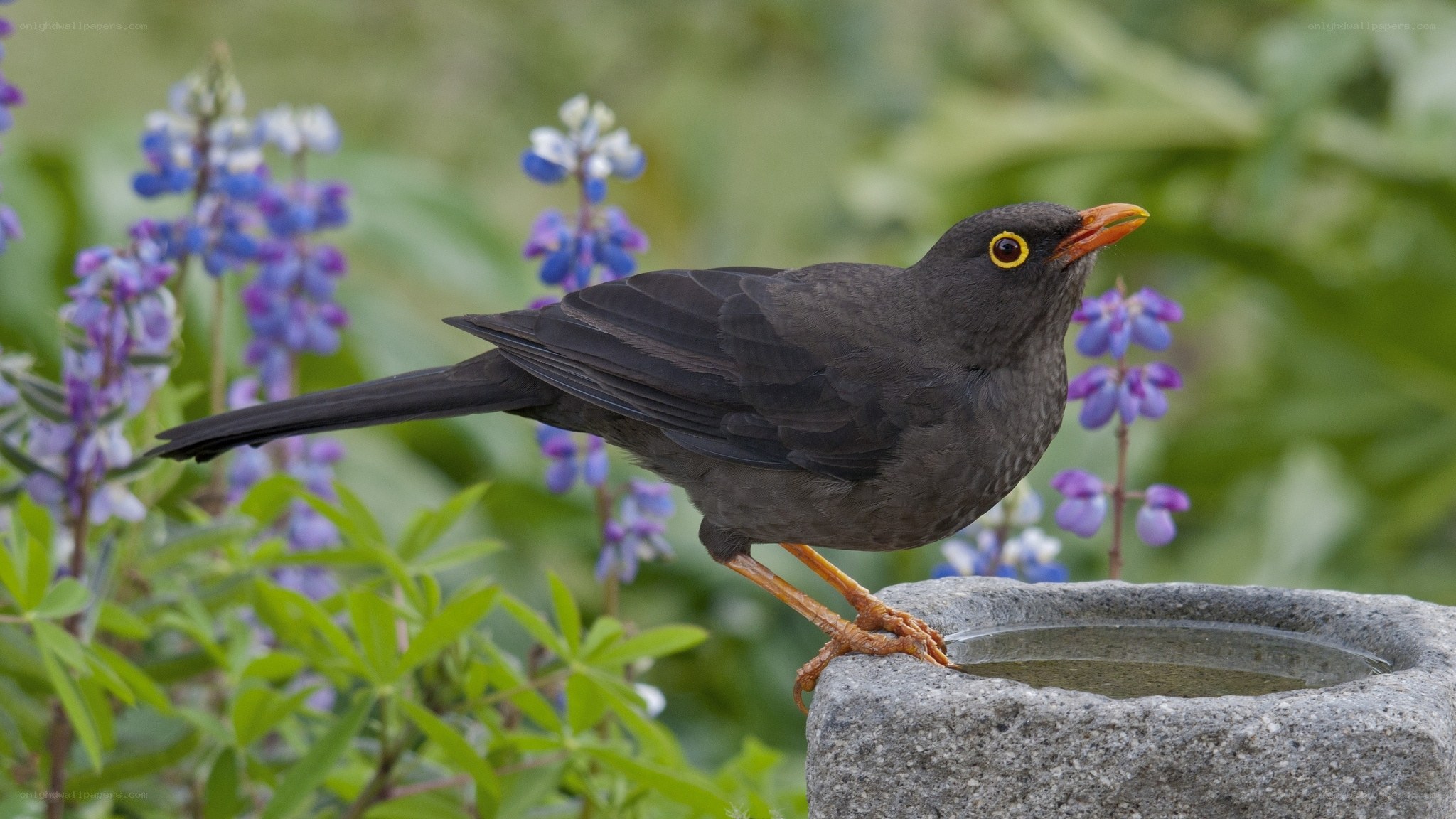 Blackbird at a birdbath