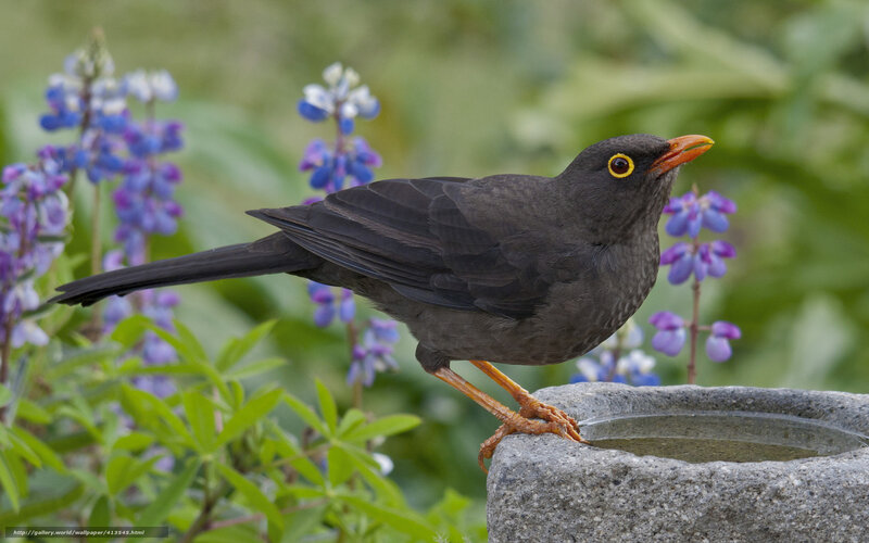 Blackbird at a water bowl