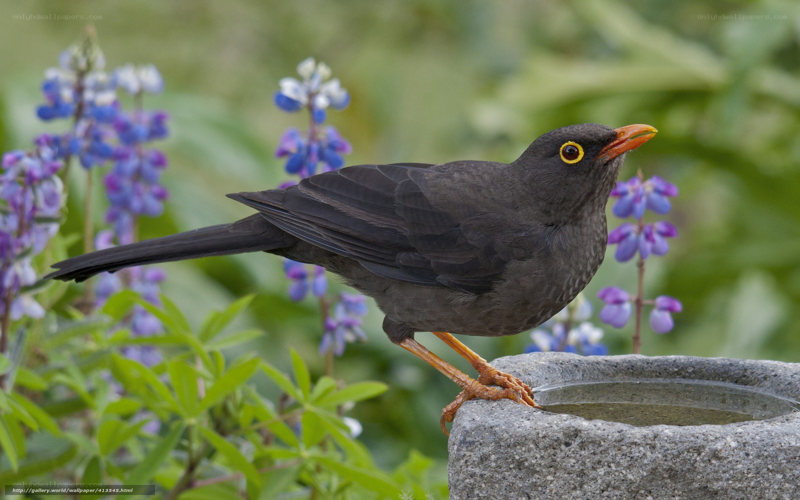 Blackbird at a water bowl