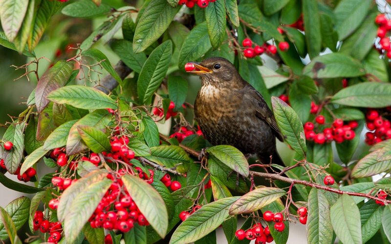 Blackbird Eating Berries
