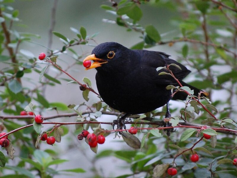 Blackbird Eating Berry