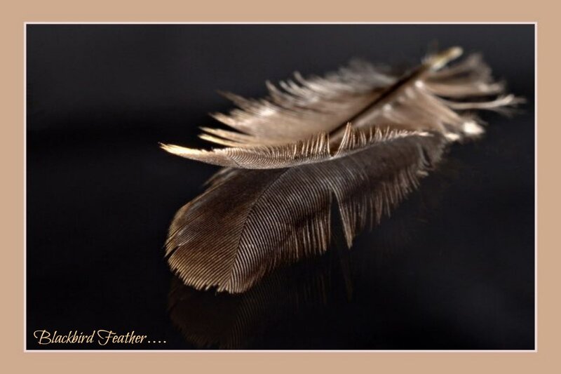 Blackbird Feather