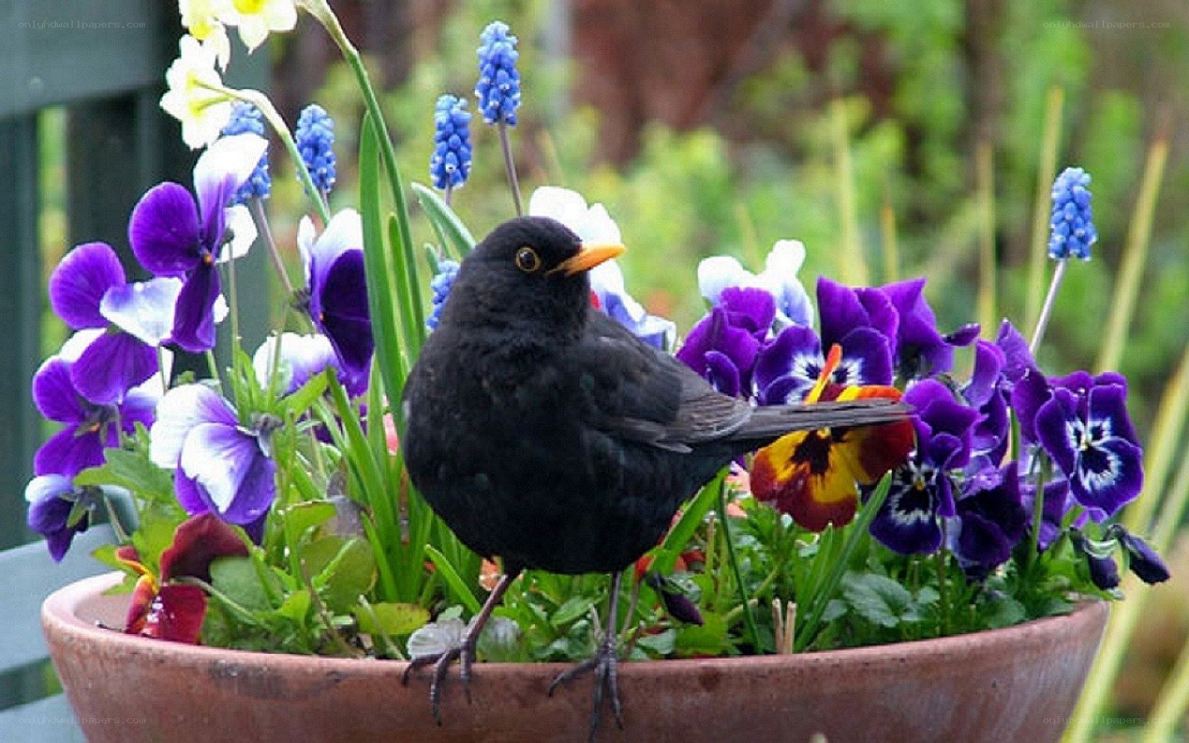Blackbird in a flower pot