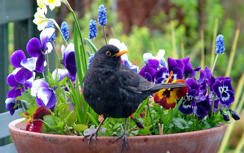 Blackbird in Flower Pot — Purple