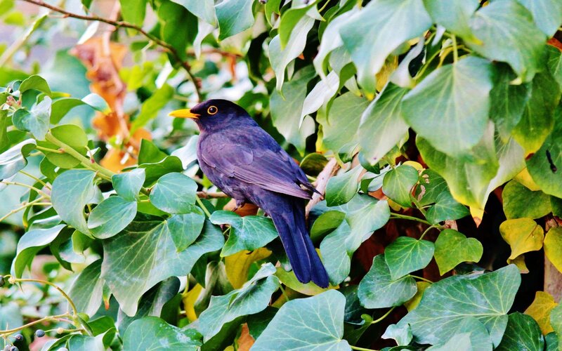 Blackbird in Ivy
