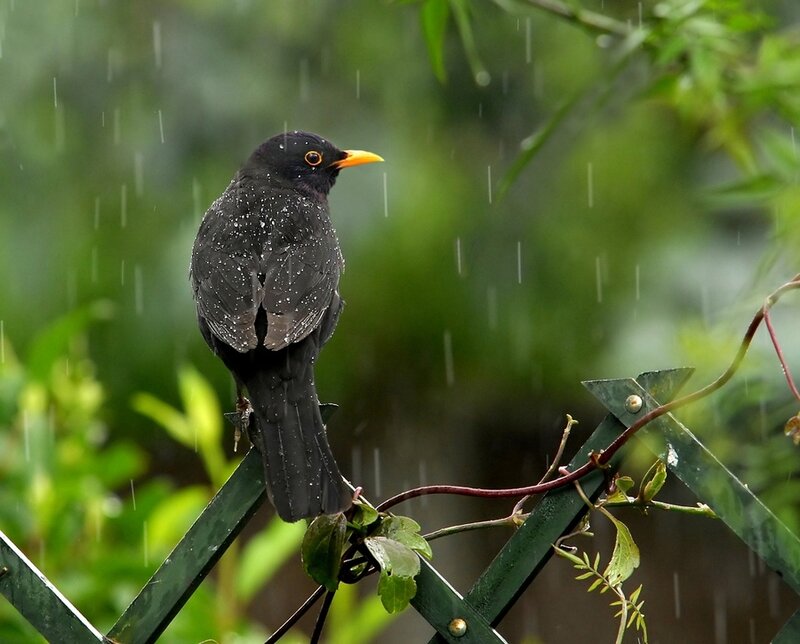 Blackbird in Rain