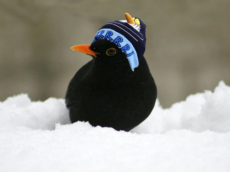 Blackbird in Snow — Black