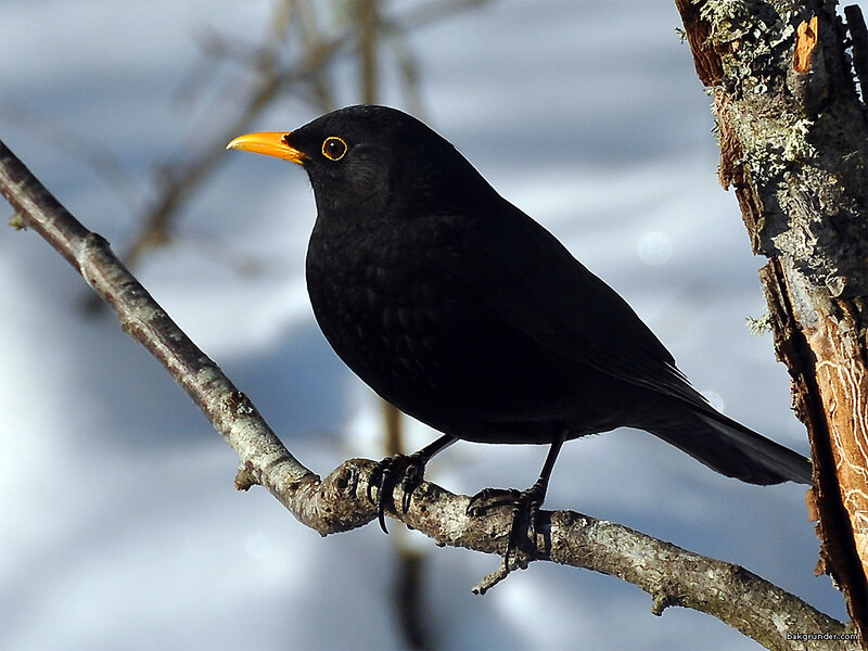 Blackbird on a branch