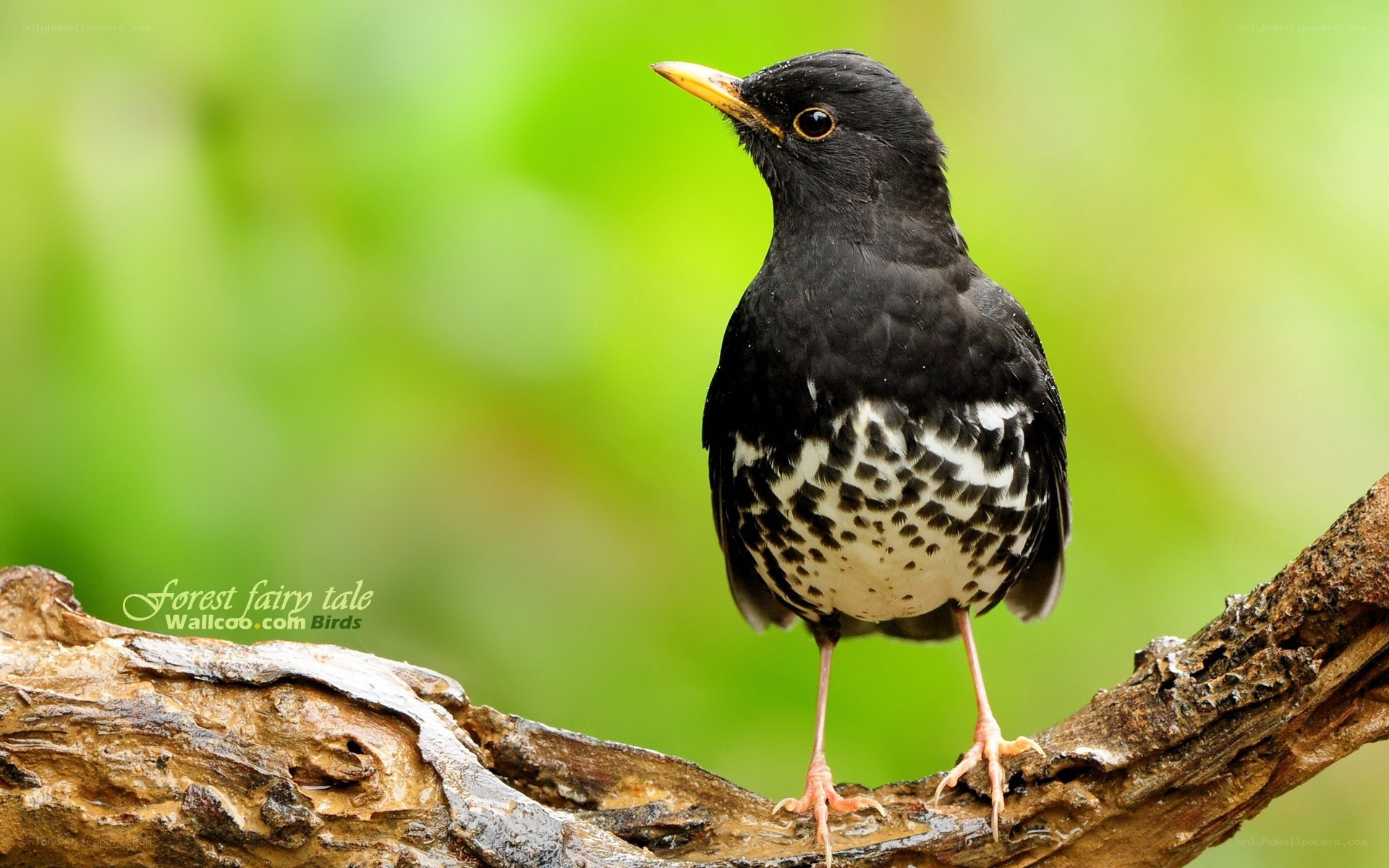 Blackbird on a branch