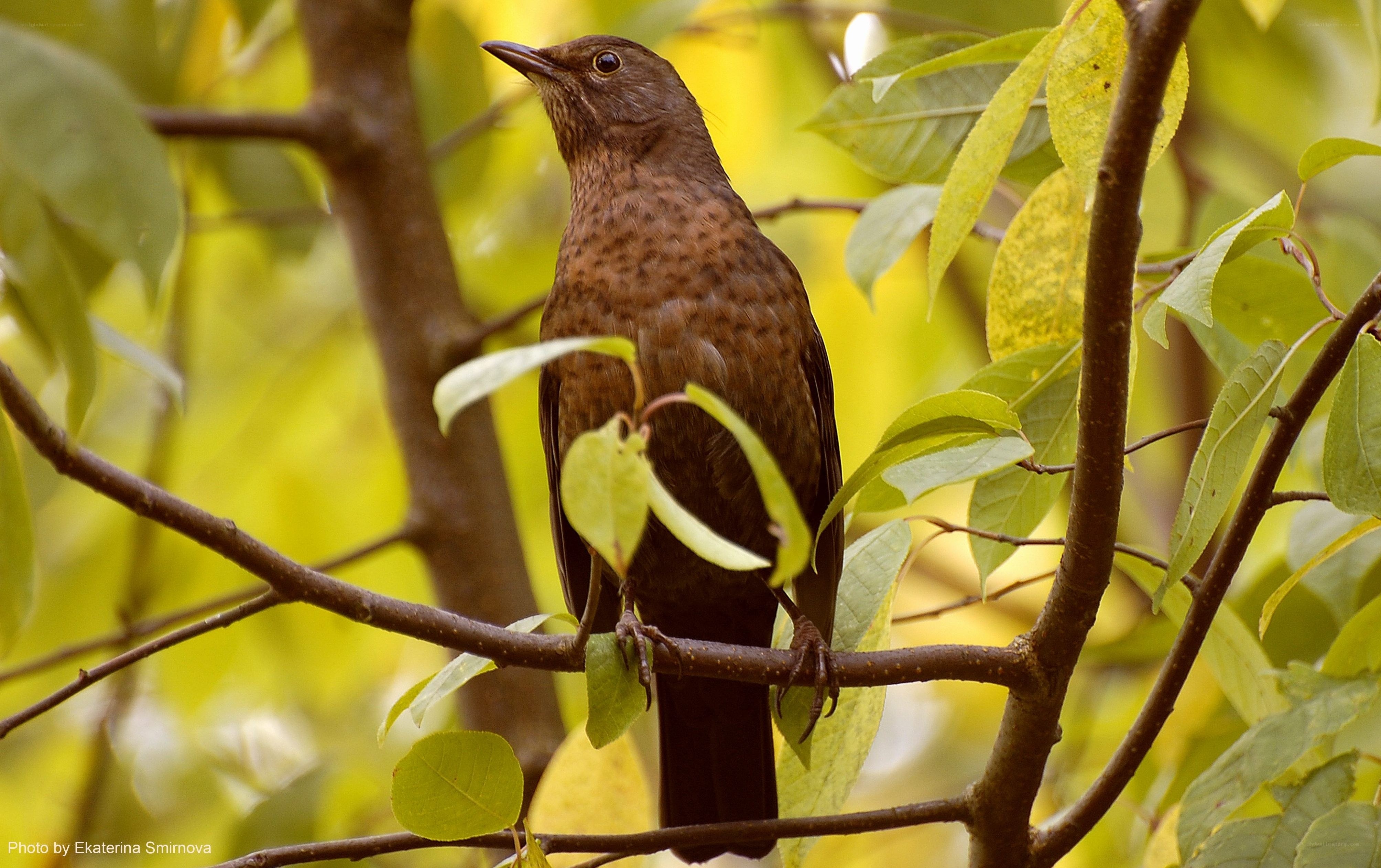 Blackbird on a tree branch