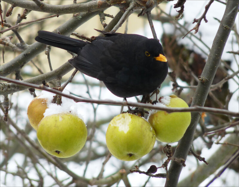 Blackbird on Apple Tree