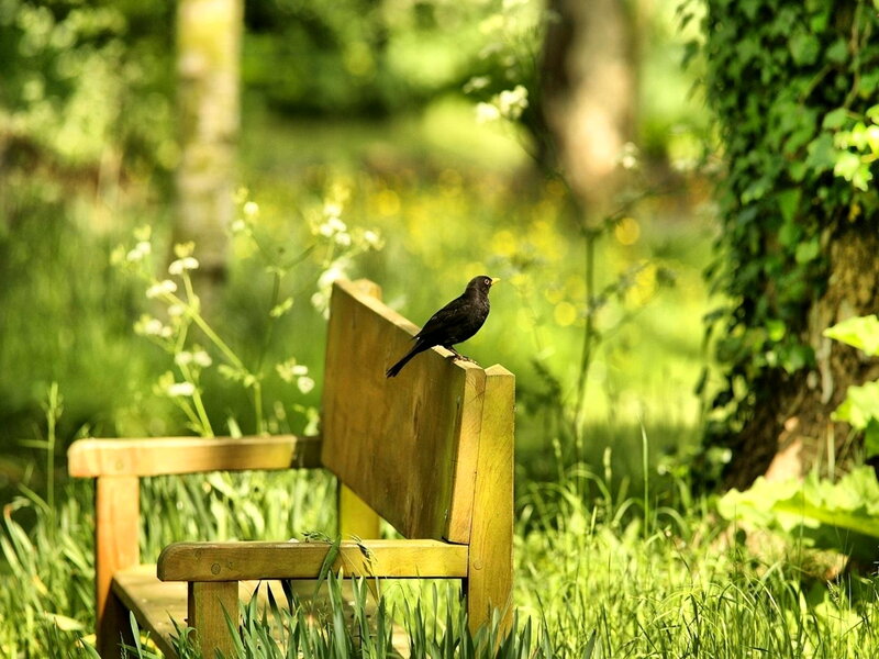 Blackbird on Bench