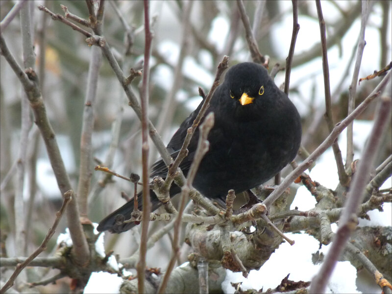 Blackbird on Branch — Black