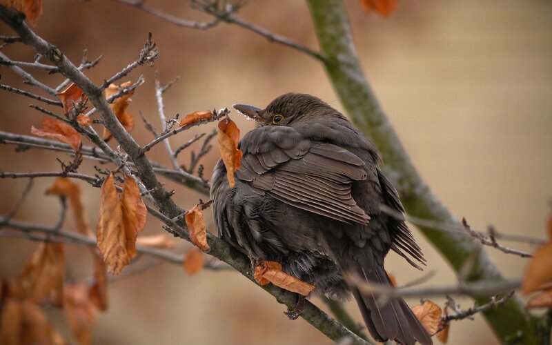 Blackbird on Branch — Brown