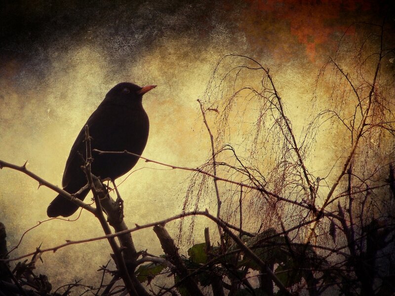 Blackbird on Branch