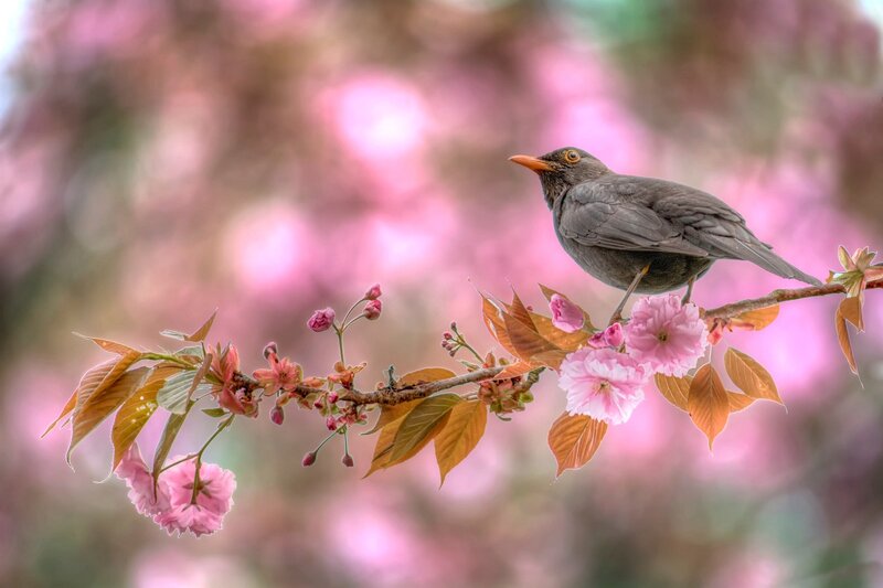 Blackbird on Cherry Branch