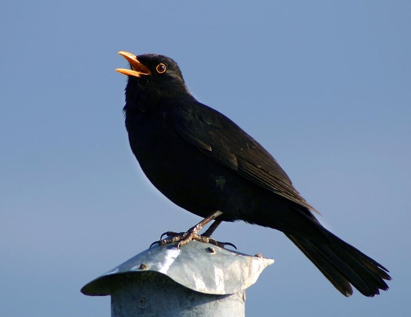 Blackbird on Metal Post
