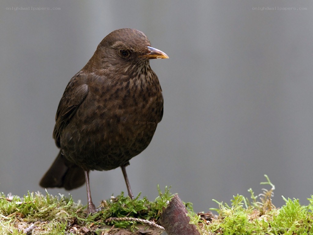 Blackbird on moss