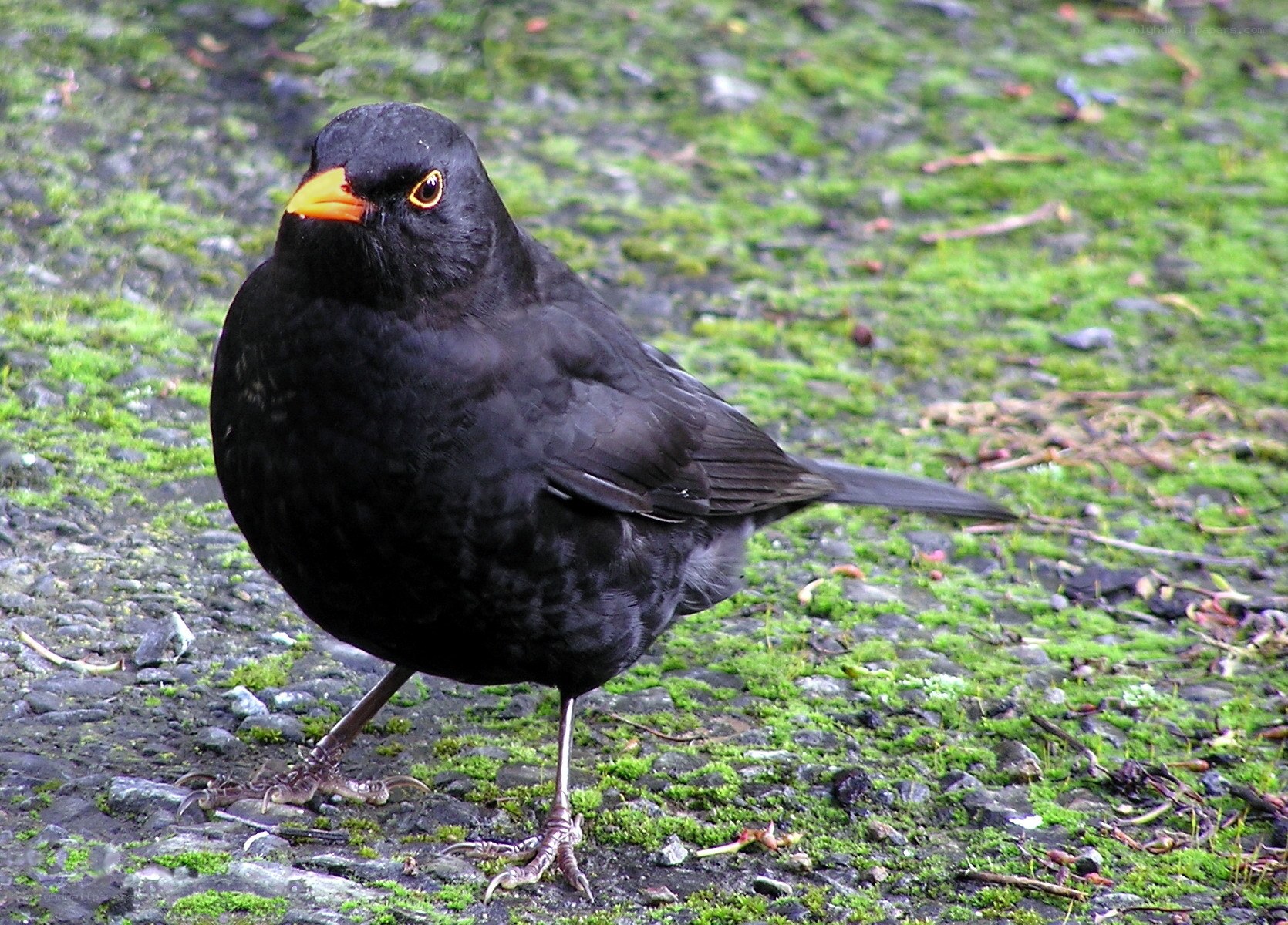 blackbird on mossy ground