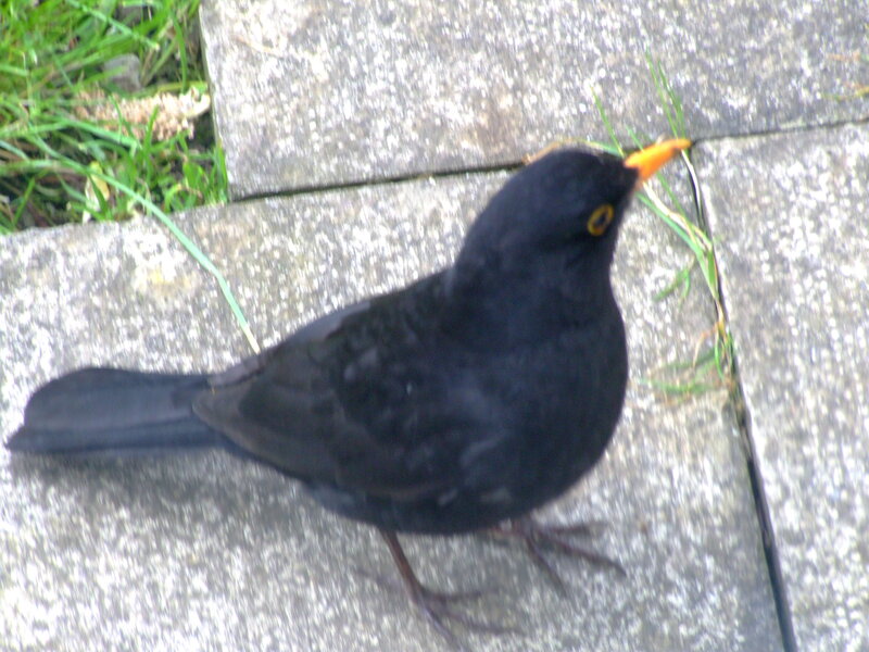 Blackbird on Pavement