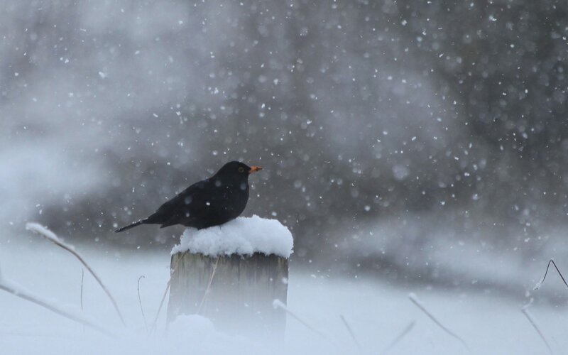 Blackbird on Post — Black