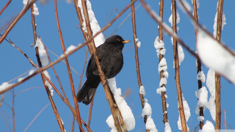 Blackbird on Snowy Branch