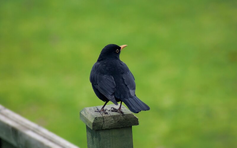 blackbird on wooden post