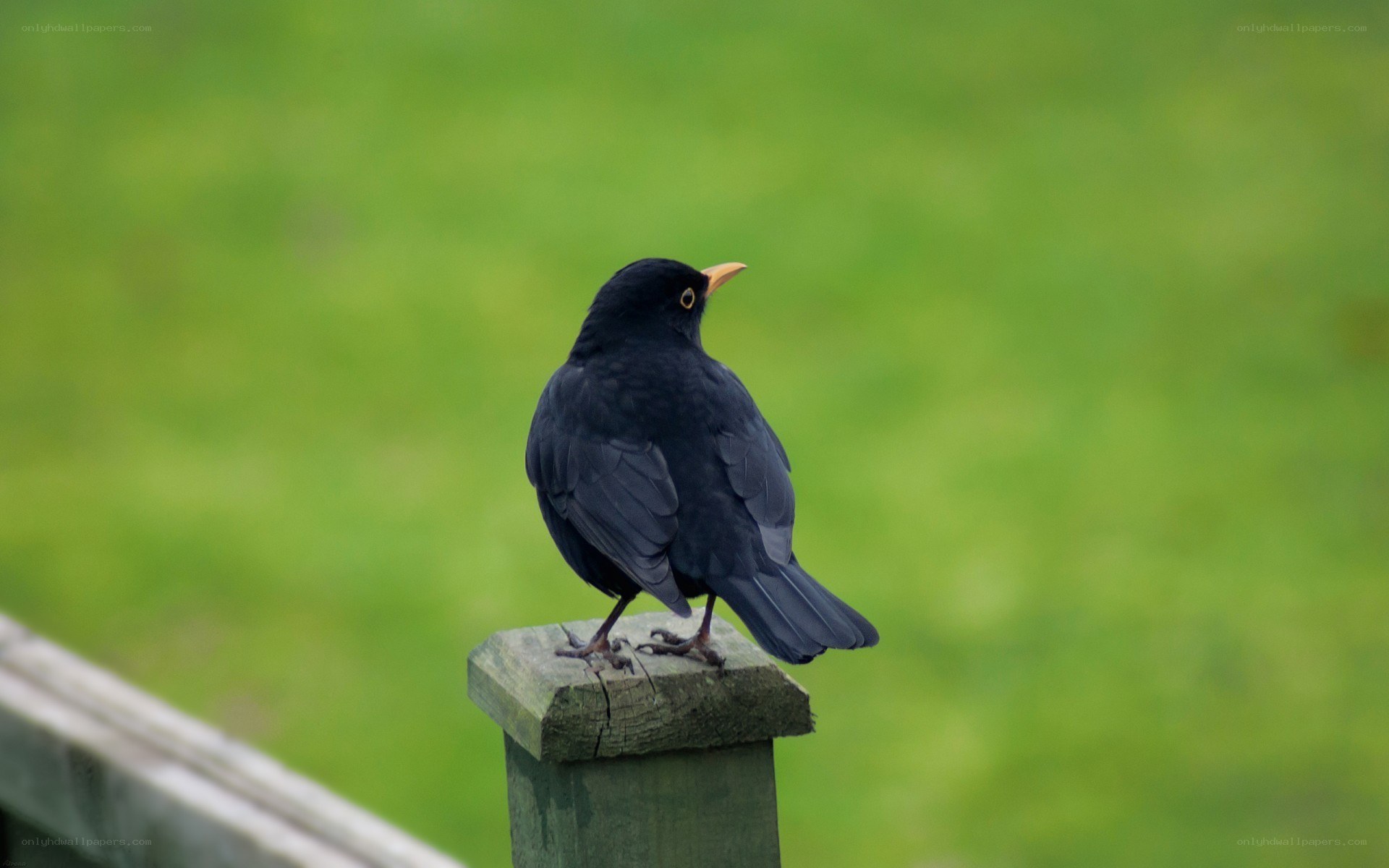 blackbird on wooden post