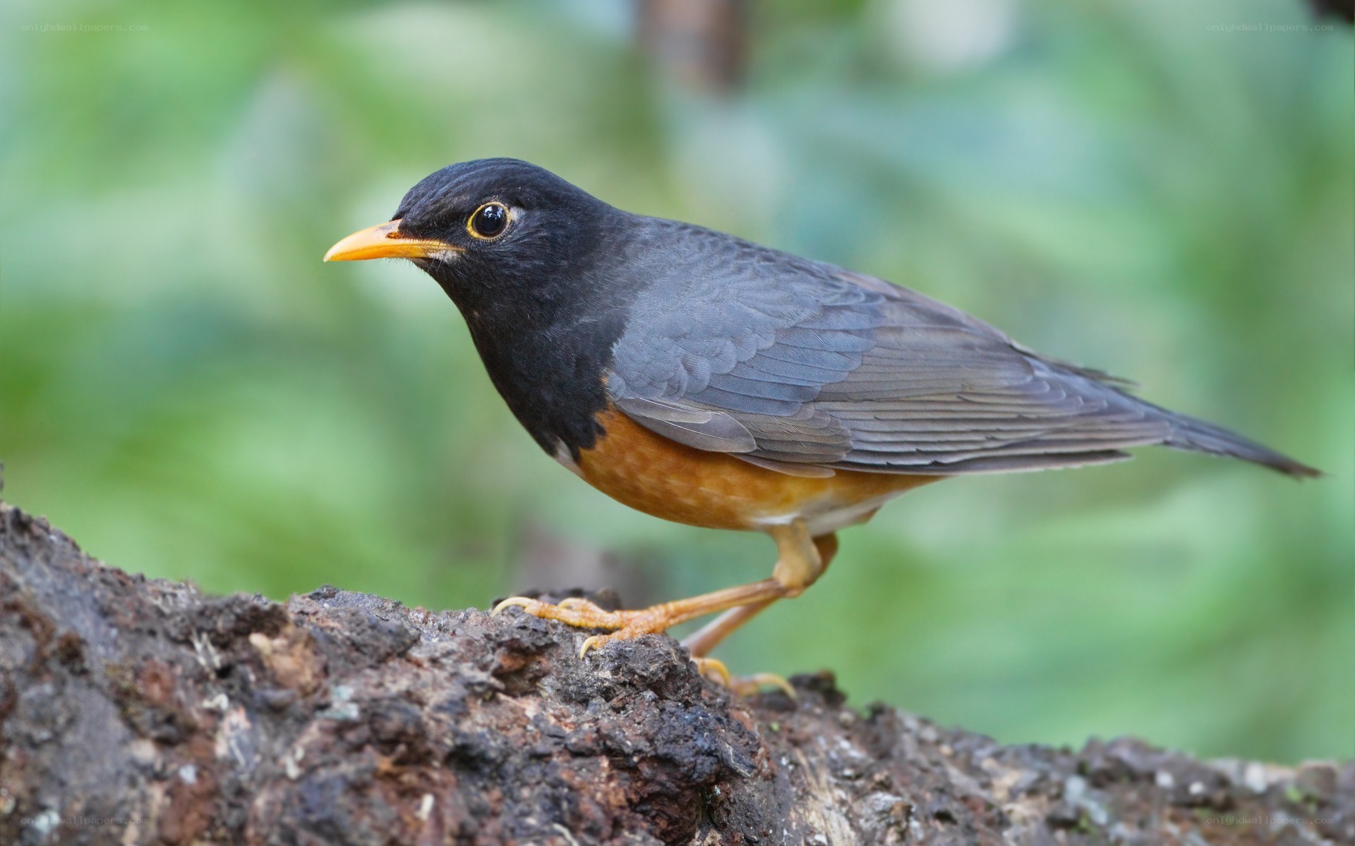 blackbird perched on a branch