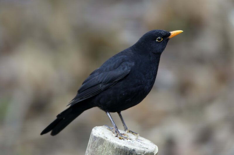 blackbird perched on a post