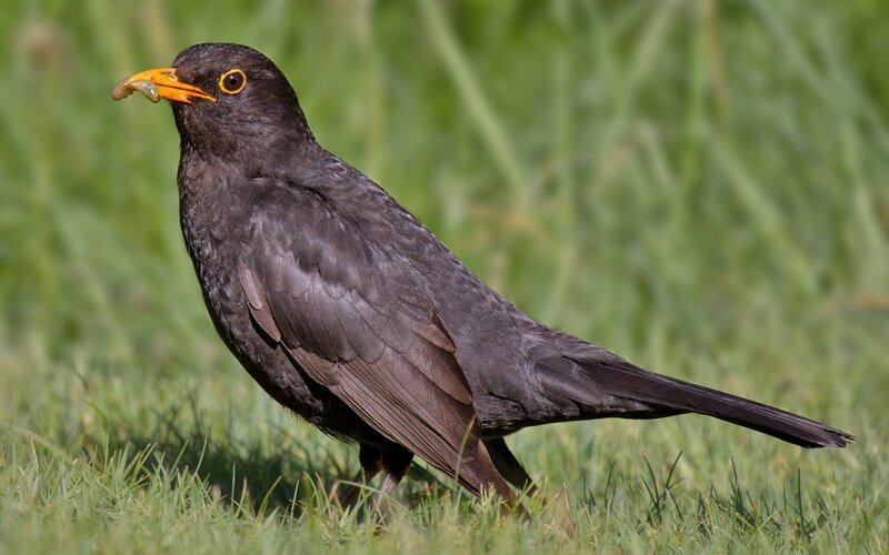 Blackbird with worm in beak