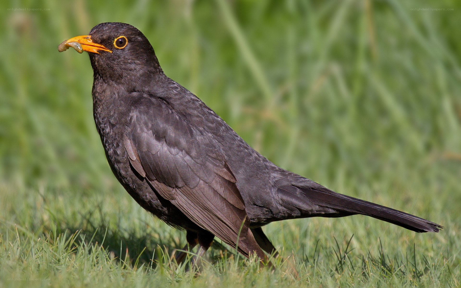 Blackbird with worm in beak