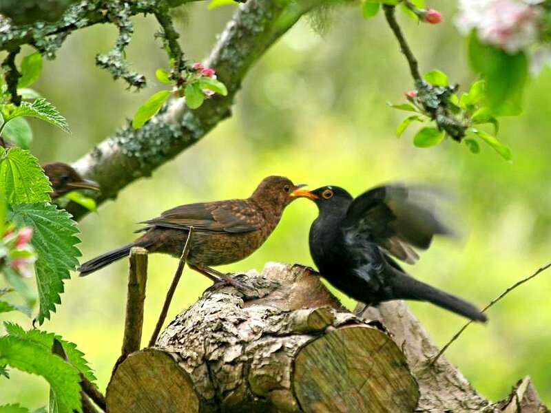 Blackbirds on a Branch