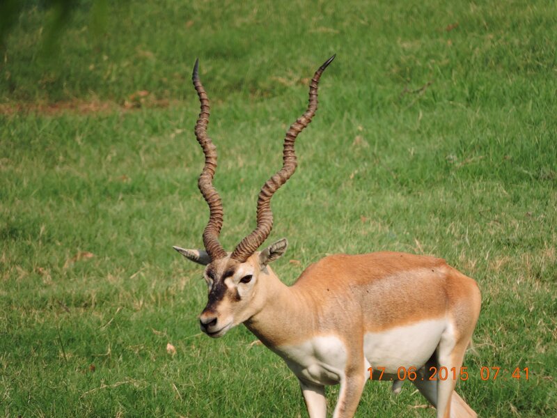 Blackbuck Antelope