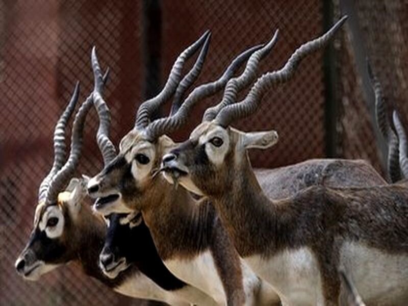 Blackbuck Antelopes
