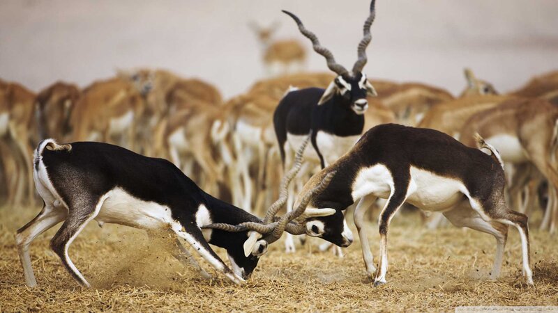 Blackbuck Bucks Fighting