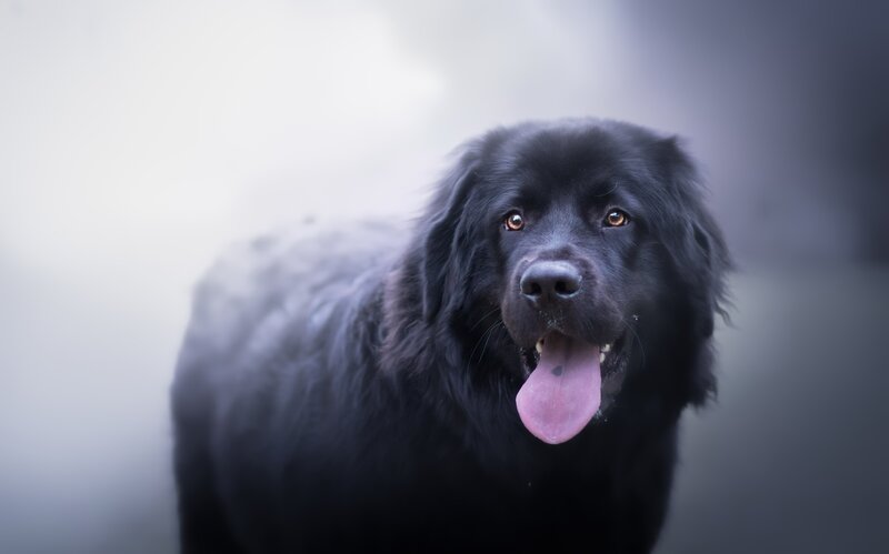 Blackfoundland Dog — Black