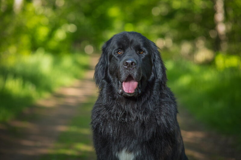 Blackfoundland Dog