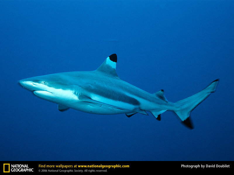Blacktip reef shark swimming