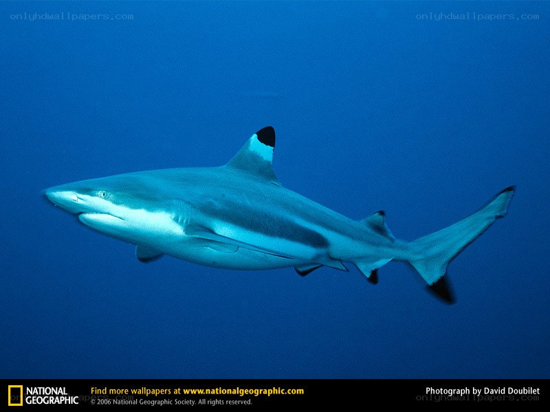 Blacktip reef shark swimming