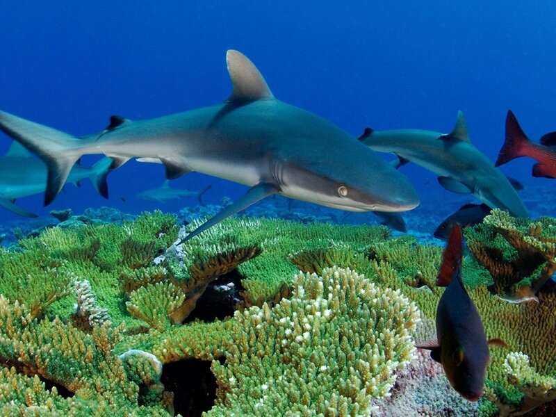Blacktip Reef Sharks — Blue, Serene