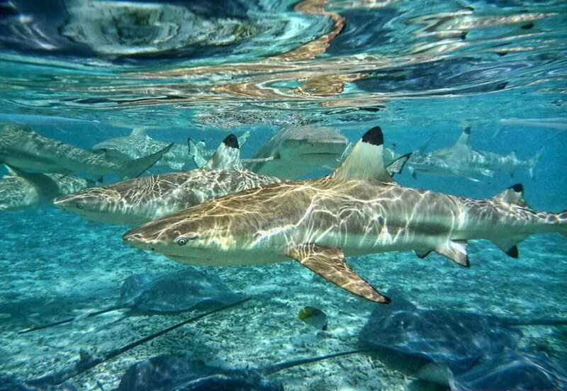 Blacktip Reef Sharks — Blue