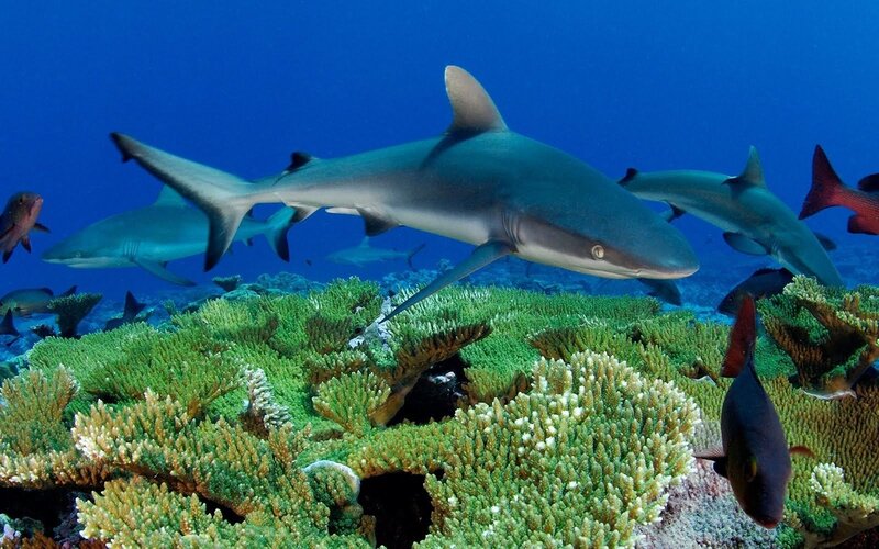 Blacktip Reef Sharks