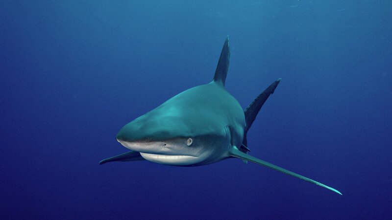 Blacktip Shark Swimming