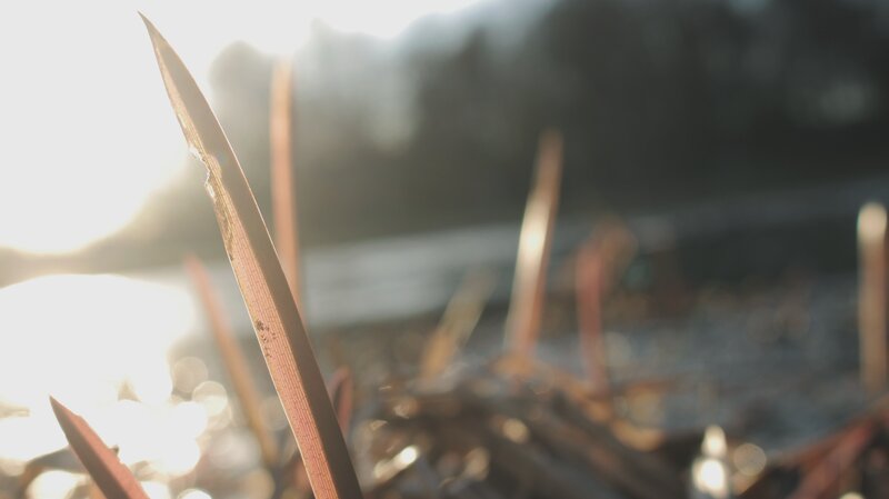 Blade of Grass in Sunlight
