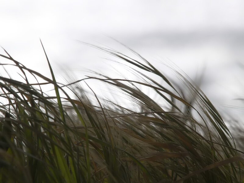 Blades of Grass in Wind