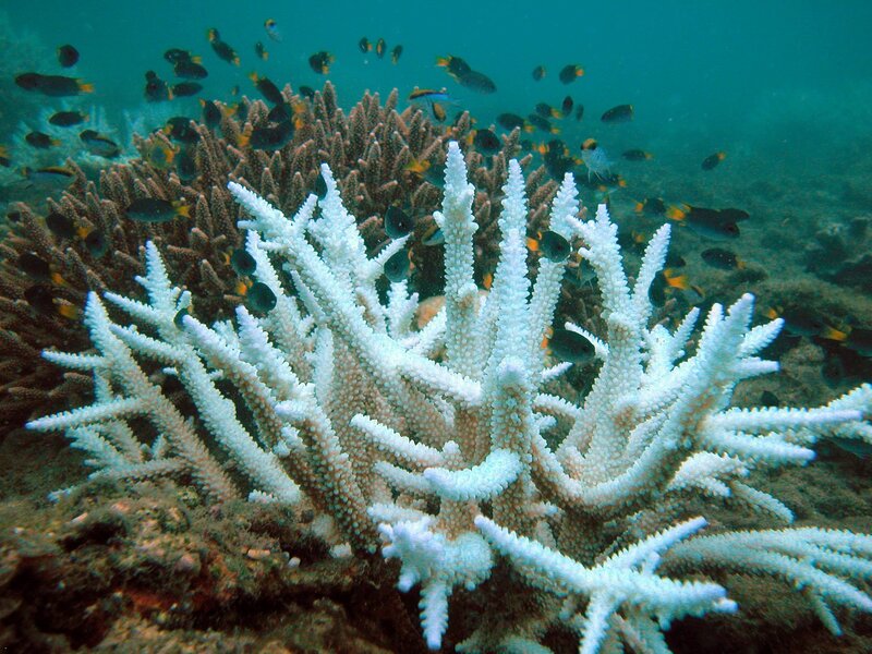 Bleached coral reef underwater