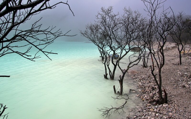 Bleached trees by turquoise lake