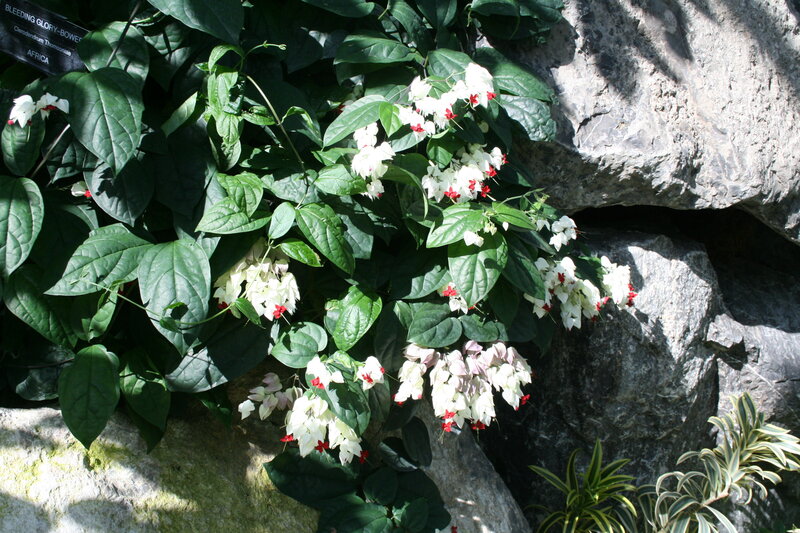 Bleeding Glory-bower Plant